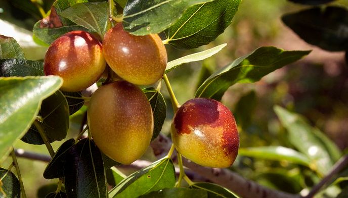 Close-up of ripe jujube fruit on a branch surrounded by leaves.