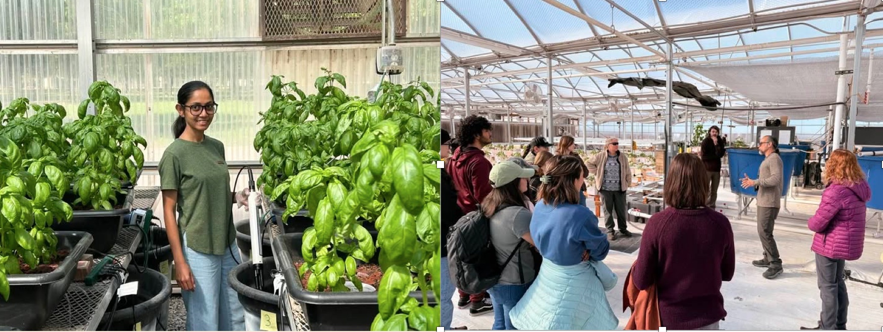 aquaponics project